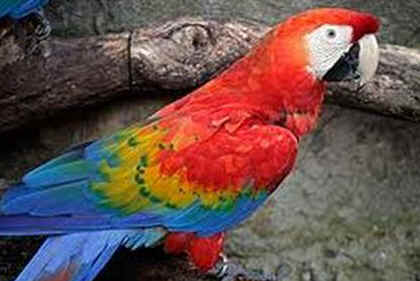 A photo of a very colorful parrot.